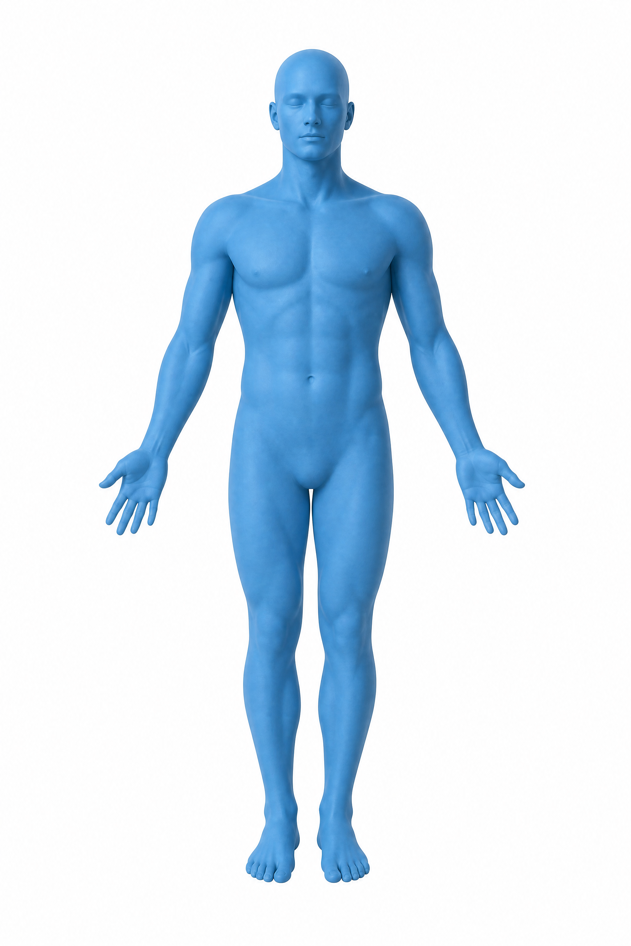Human body — front view